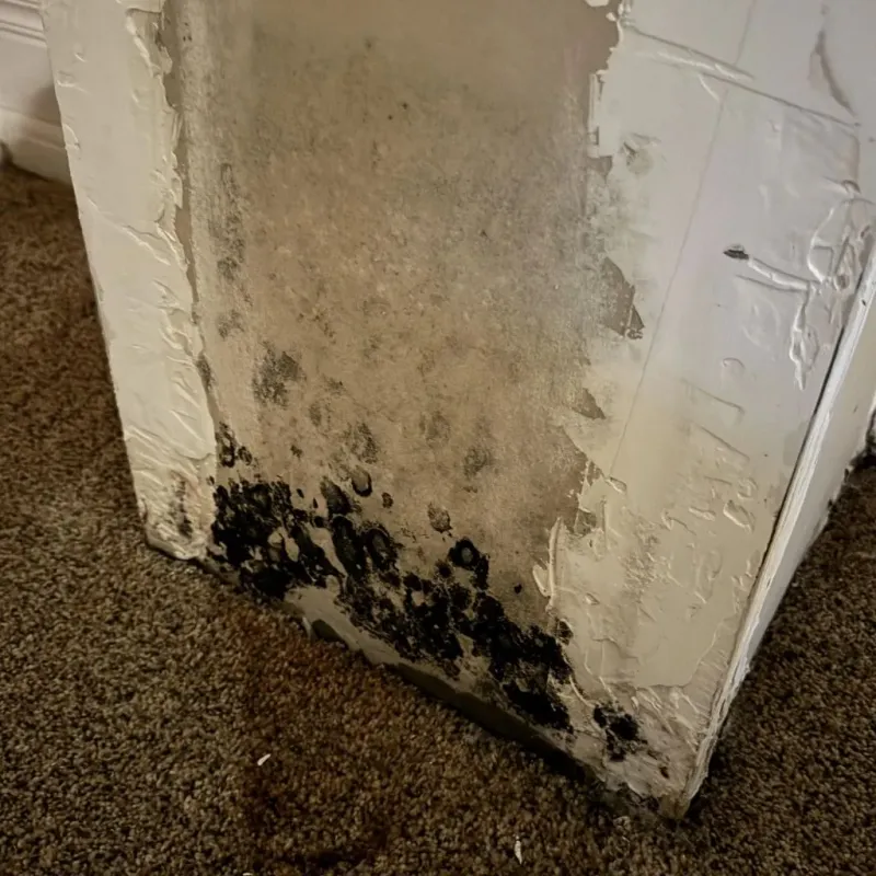 Professional Mold Removal in Scott County, KY
